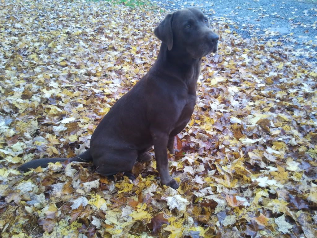Lab breeding!!! Its time! The Ohio Outdoors